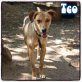 Teo, Mischling - Rüde