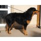 Tequiero, Berner Sennenhund Mischling - Rüde