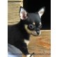 Tequila, Chihuahua kurzhaariger Schlag Welpen - Hündin