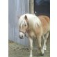 Tequila, Haflinger - Stute