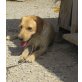 Tequila, Labrador/Spinone Mischlin - Rüde