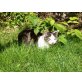 Tequila, Mischling - Kater