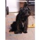 Tequila, Terrier-Schnautzer Mix - Rüde
