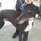 Tequilla, Galgo Espanol-Mix - Rüde