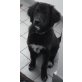 Tequilla, Hütehund Mix Welpen - Hündin