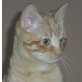 Terence, roter - Kater