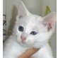 Teresa, weiße - Katze