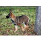 Terra von der Eselsburg, Deutscher Schäferhund Welpen - Hündin