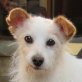 Terrier-Mischling - kastriert - Rüde