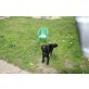 Terrier-Mischlinge Welpen - Hündin