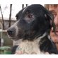 Terrier Mix - Rüde