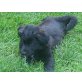 Terrier und Schäferhund - Hündin