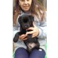 Terriermischling und Kroatischem Schäferhund Welpen - Rüde