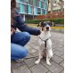 Terriermix - Hündin