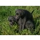 Terriermix/Kroatischer Hütehund Welpen - Hündin