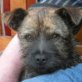 Terriermix, ca. 3 kg, 27cm, kastr. geb. ca 11 - Rüde