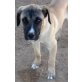 Terry, geb. 09.2015, verspielter Boxer Mischlings - Rüde