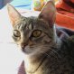 Teryl, griechische - Katze