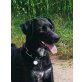 Teseo, sehr lieber Hund - Rüde