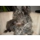 Tessa, Cairn-Terrier - Hündin