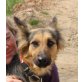 Tessa, Collie Mischling - Hündin