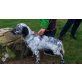 Tessa, English Setter Welpen - Hündin