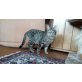 Tessa, Europäische Kurzhaarkatze - Katze