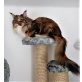 Tessa, Maine Coon - Katze