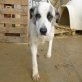 Tessa, Mastin-Espanol-Mix - Hündin