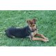 Tessa, Schäferhund-Mix - Hündin