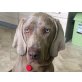 Tessa, Weimaraner - Hündin