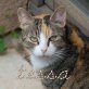 Tessa, hübsche Dreifärbige sucht noch immer! - Katze