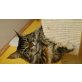 Tessa ist , Maine Coon - Katze