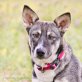 Tessi -lien,freundl,etwas unsicher, hunde/katzenverträgl, Mischling - Hündin