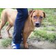 Tessy, Magyar Vizsla - Hündin