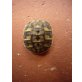 Testudo hermanni hermanni Lokalform Mallorca