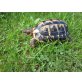 Testudo hermanni hermanni - männlich