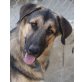 Tex, Schäferhund-Mix - Rüde