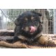 Tezi, Griffon Pudel Mix - Hündin