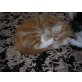 Thai/Hauskatzen-Mix - Kater