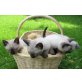 Thai - Kater
