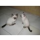 Thai - Kater
