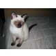 Thai - Kater