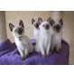 Thai - Kater