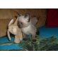 Thai - Kater