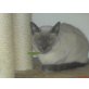 Thai - Kater