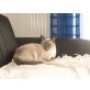 Thai - Kater
