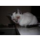 Thai - Kater