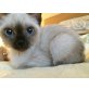 Thai - Katze