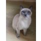 Thai - Katze